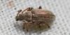 Phyllobius pyri